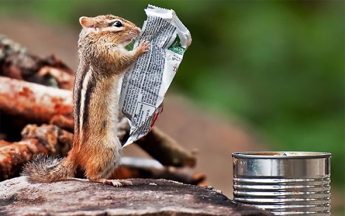 The Chipmunk Is Reading The Newspaper?