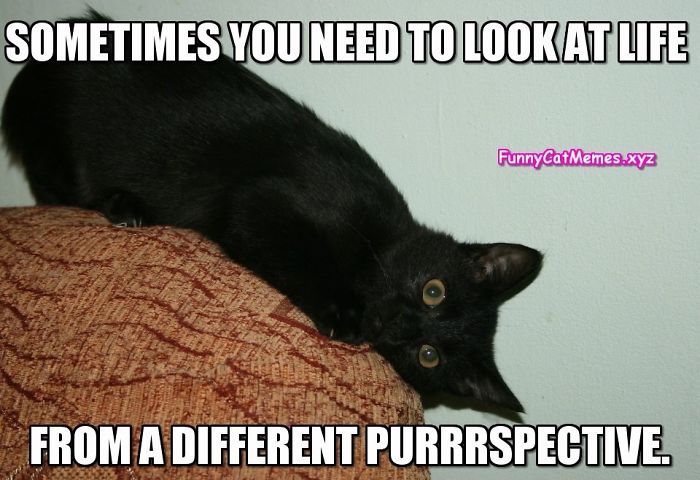 Some Cat Memes I Found... I Hope They Make You Giggle A Little, Or At Least Make You Smile -Enjoy =^•^=