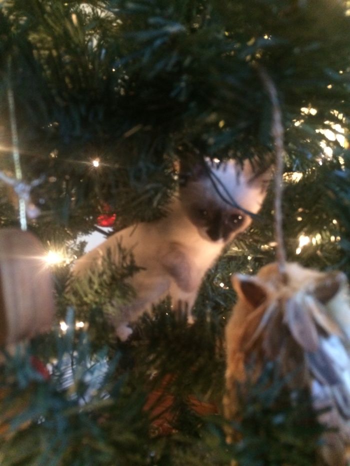 Kitten In A Tree 🎄