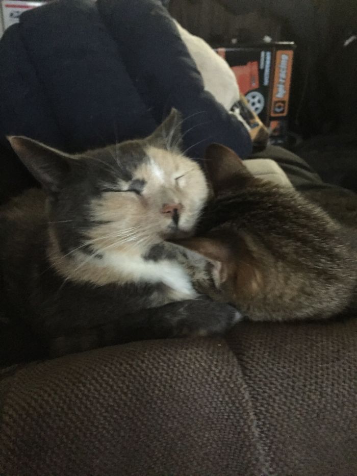 Mama Cat And Baby Cat Cuddles