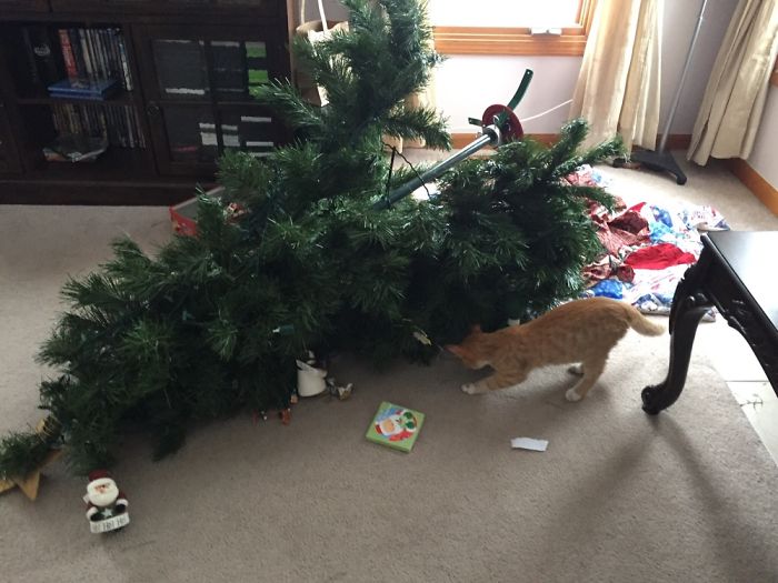 When My New Kitten Realized Christmas Had A Tree