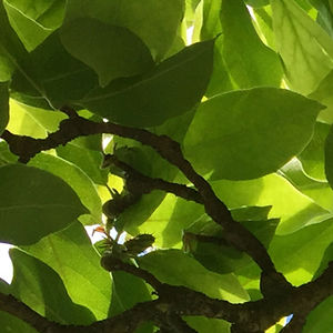 Ashvatha0508
