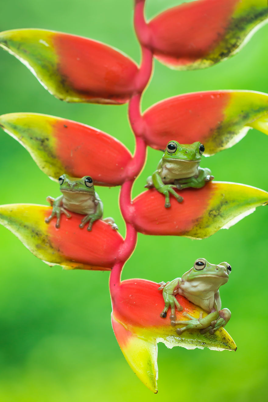 How Cute And Funny The Frogs