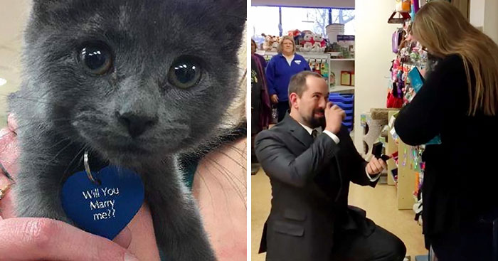 This Man Proposed To His Girlfriend With A Rescue Kitty, And It Can’t Get Any Cuter
