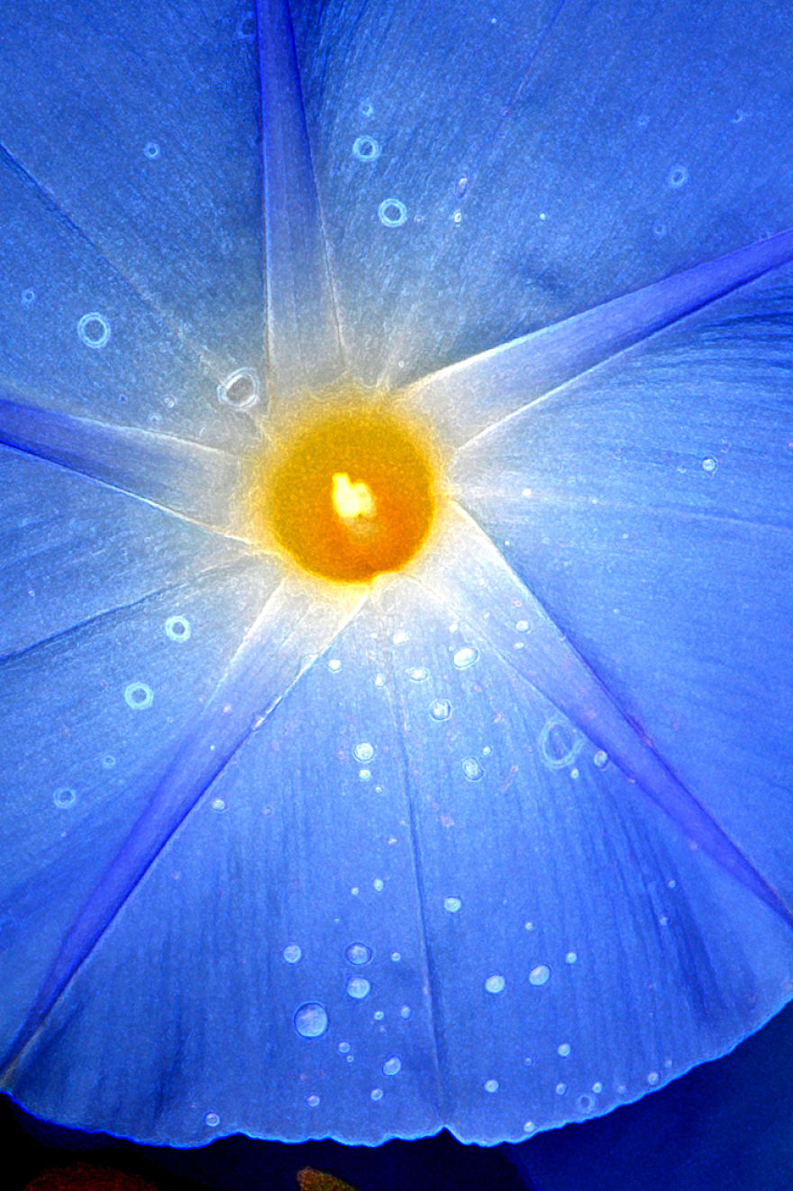 A Bit Of Blue For The Grays Of Winter: Excerpts From The Summer Garden