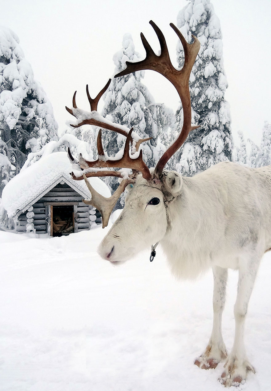 Finnish Lapland Winter Photography