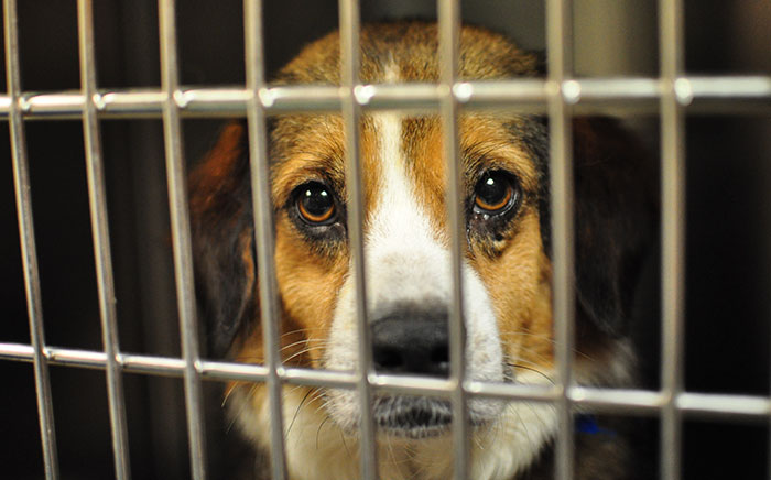New Jersey Passes New Law That Requires Pet Stores To Sell Only Rescue Animals