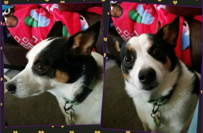 Before & After: Saying 'good Boy, Bandit!'