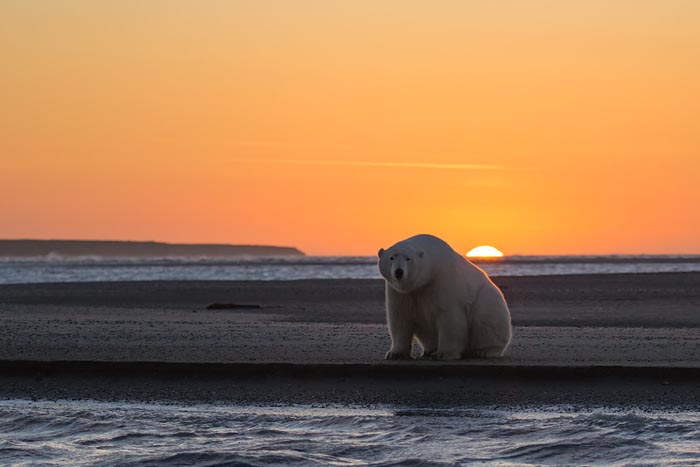 Woman Goes To Alaska To Photograph Polar Bears In Snow - But There's No Snow
