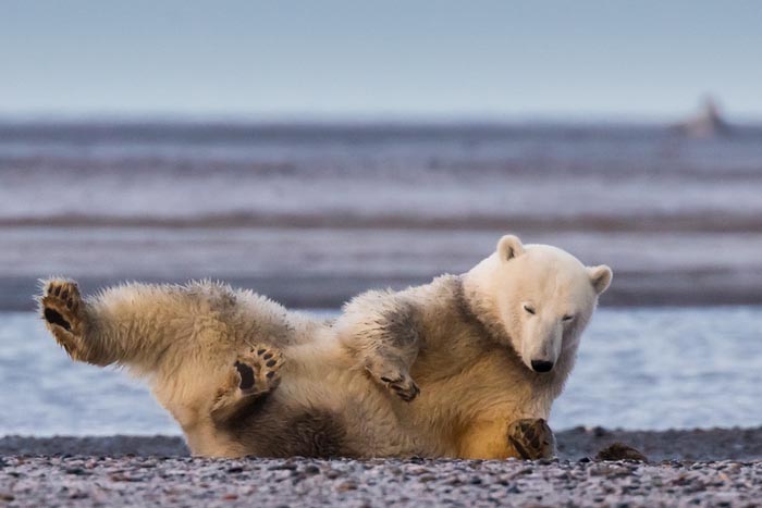 Woman Goes To Alaska To Photograph Polar Bears In Snow - But There's No Snow