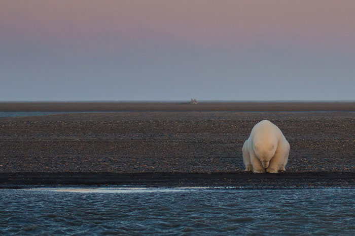 Woman Goes To Alaska To Photograph Polar Bears In Snow – But There’s No Snow