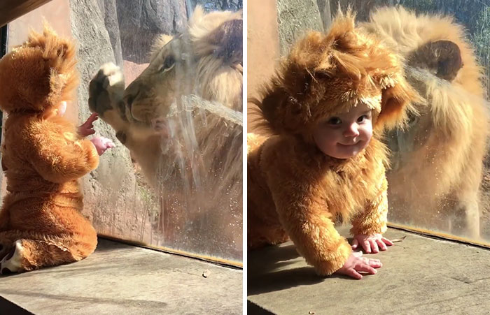 Baby Dressed Up As A Lion’s Cub Meets A Real Lion, And The Big Cat Is Confused