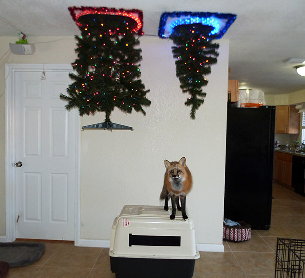 Il modo migliore in cui avrei potuto mettere un albero di Natale con una volpe in casa