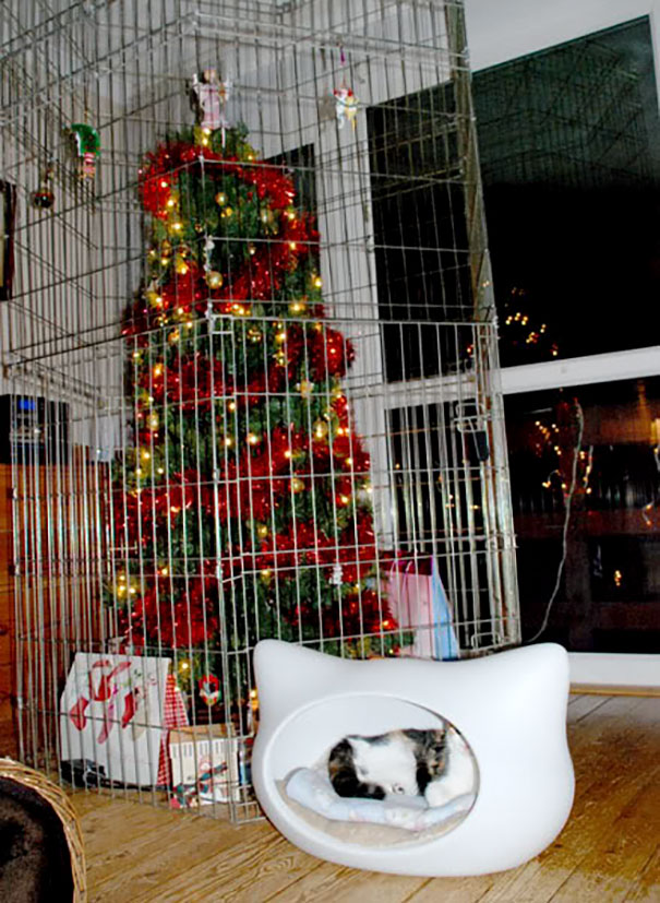 Instead Of Putting Your Cat In The Cage Put The Tree In The Cage