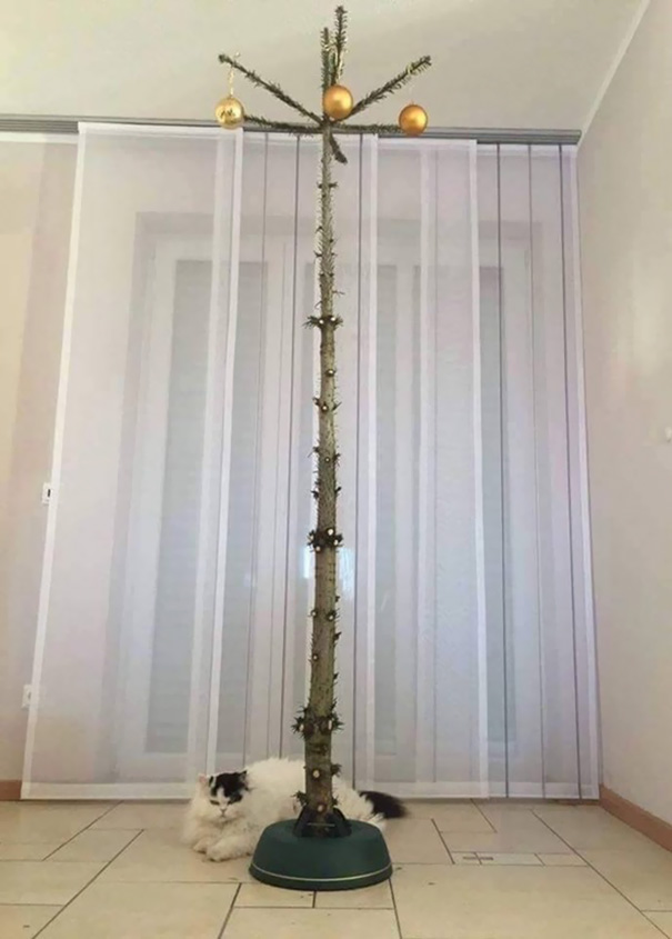 Christmas Tree For Cat Owners