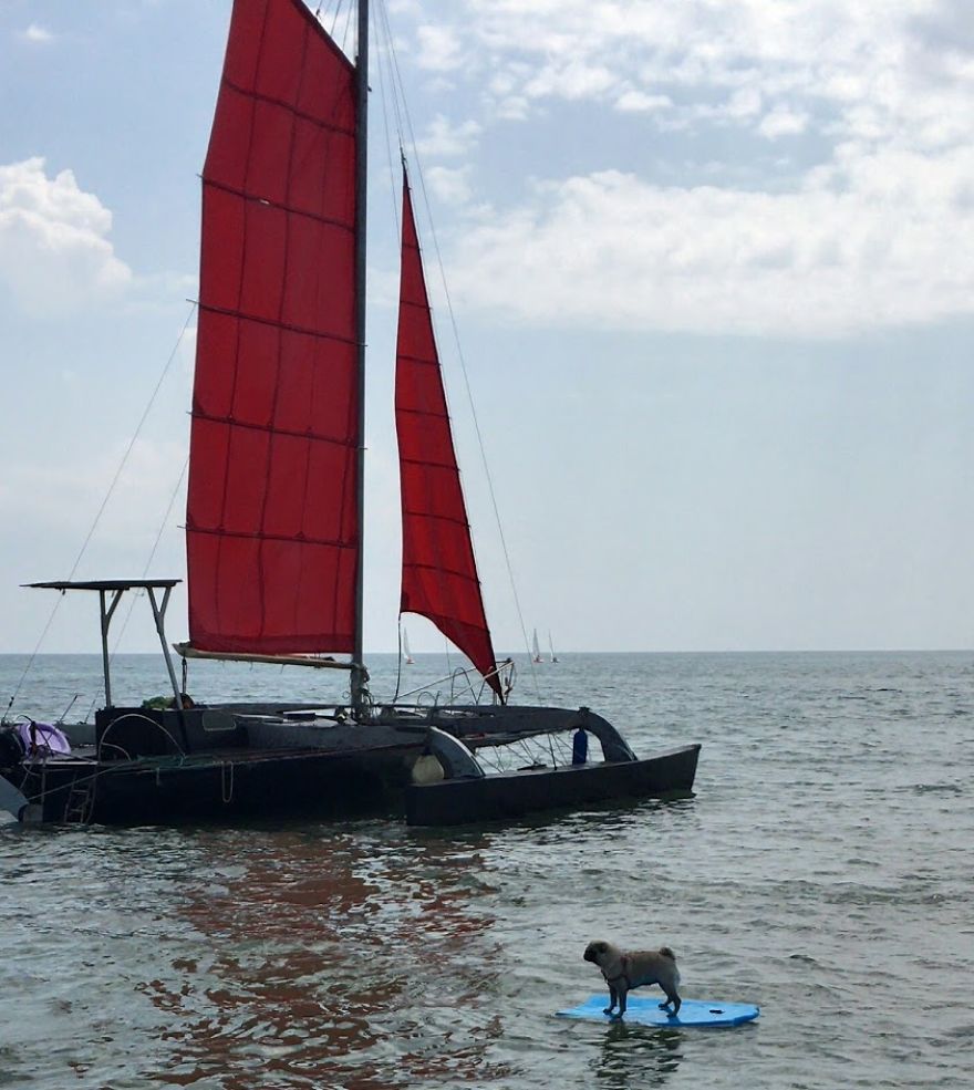 Met A Pug On Vacation