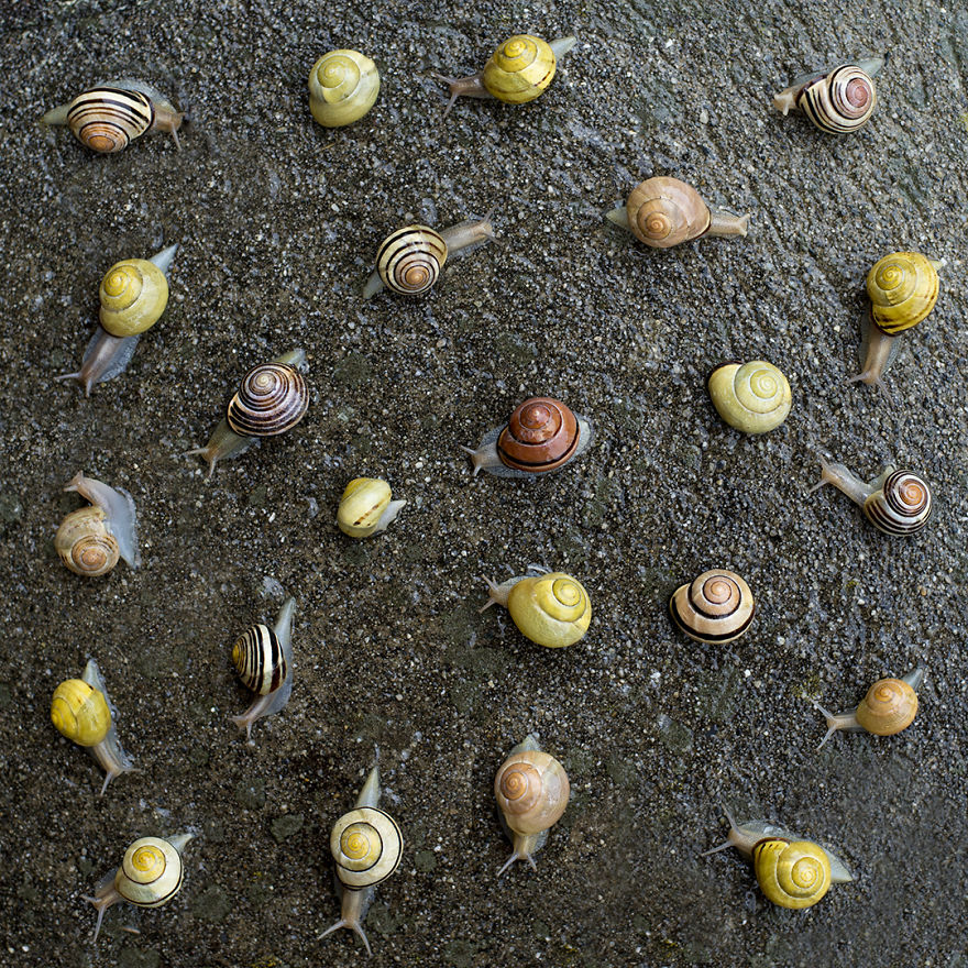 Reorganizing Little Things Found From Nearby Nature Turns Them Into Art