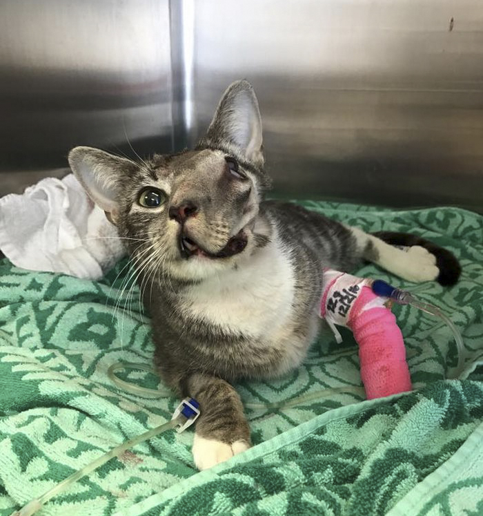 Cat With Giant Tumor Finally Gets Her Smile Back, But Now She’s Looking For Home