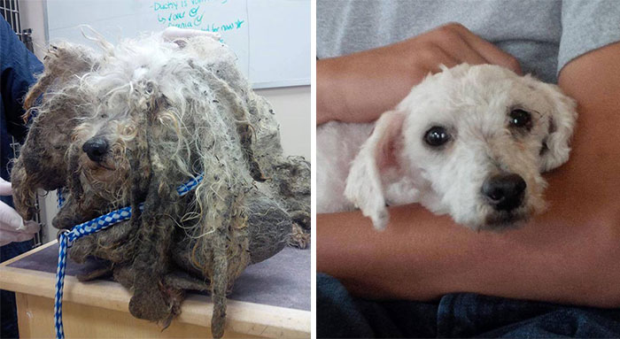 Shrek Was Found Barely Moving, With Legs Covered In Sores And Fur Caked With Mud. After His Excess Hair Was Removed He Was Discovered To Be A 6-Year-Old Malti-Poo Dog