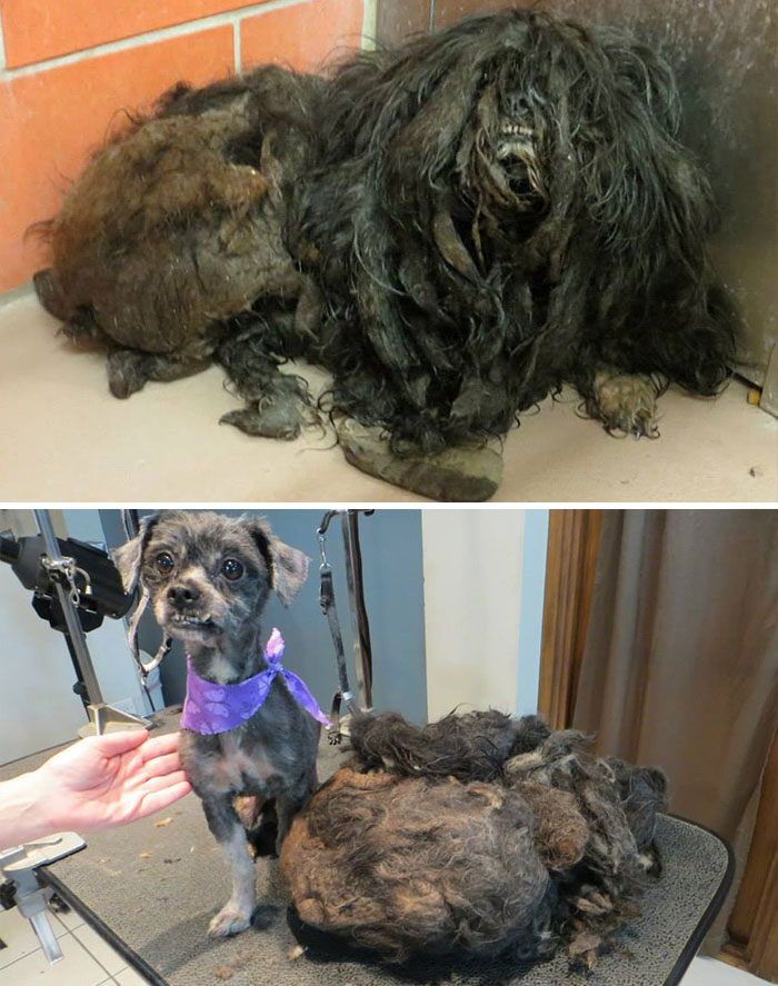 This 2-Year-Old Girl Is Ready For Her New Life To Begin. 2 Pounds Of Mud And Fur Was Shaved Away