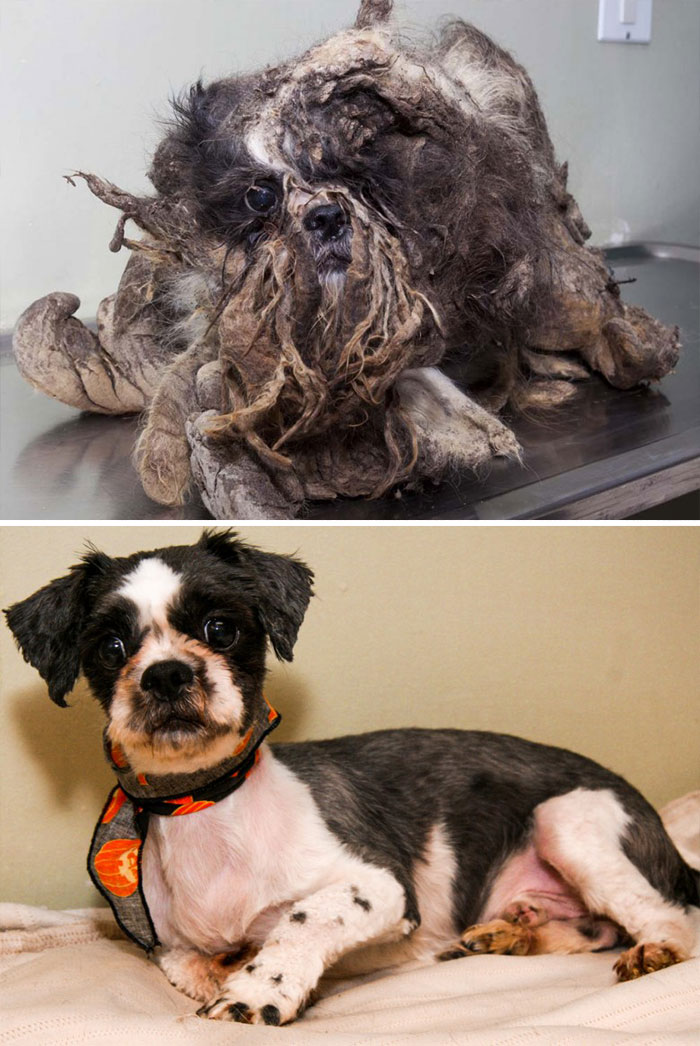 This Poor Guy Was Found In The Streets Of Montreal Looking So Filthy That It Was Hard To Tell That He Was Actually A Dog. But Look How Charming He Seems After His Cleanup