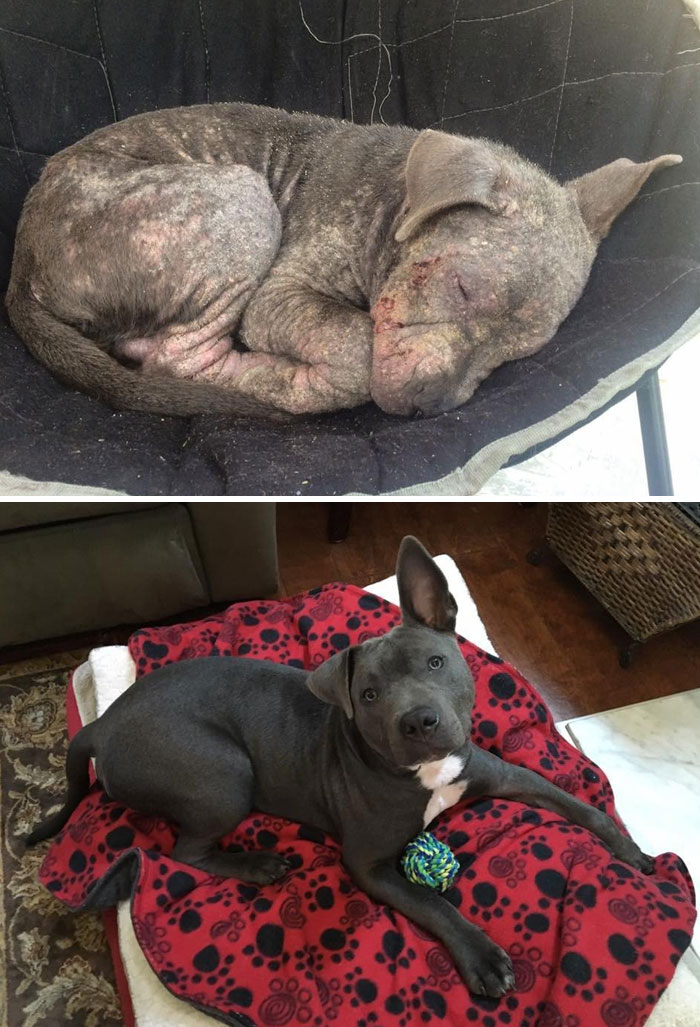 Tied Up Outside Store, Abandoned, Suffering From Severe Mange And An Eye Infection, This Pitbull Is Unrecognizable Now