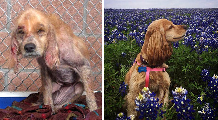 Kenzi Came To Cocker Spaniel Rescue Of Austin & San Antonio From San Antonio As An Abuse/Neglect Case. Her Transformation Shows What Some Tender Loving Care Can Do