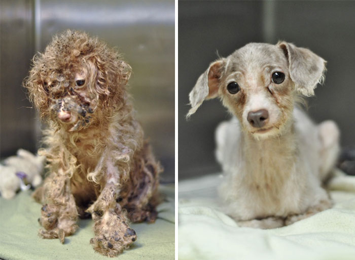 Little Betty Was Abandoned By Her Owners. Once Ashamed By Her Appearance, She Is Now Ready For A New Home