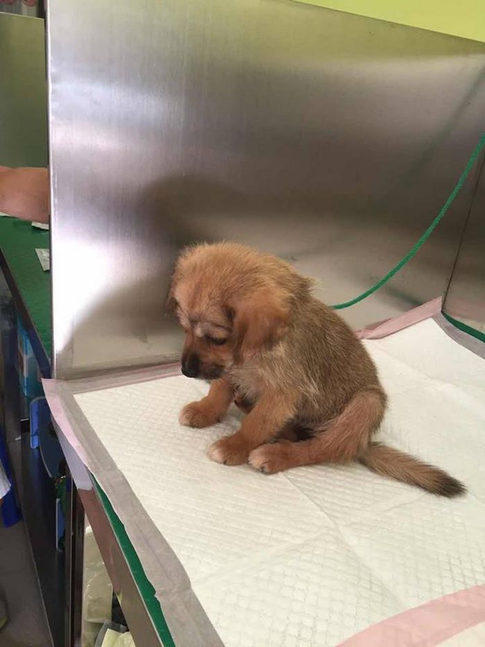 Everyone Gave Up On This Slaughterhouse Puppy, Then One Woman Stepped In And Incredible Transformation Happened