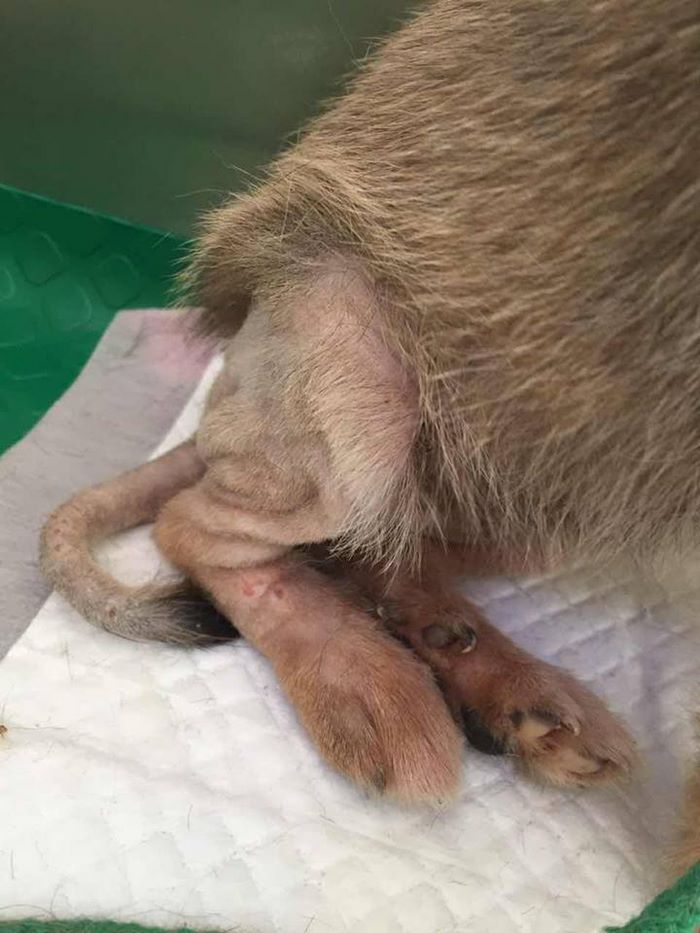 Everyone Gave Up On This Slaughterhouse Puppy, Then One Woman Stepped In And Incredible Transformation Happened
