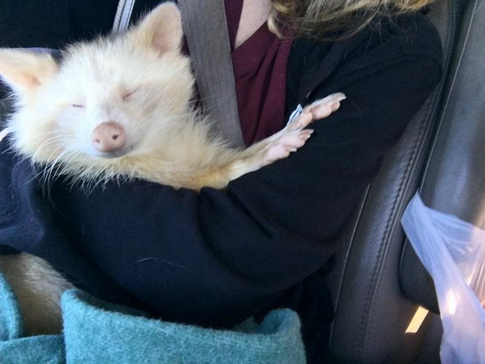 Woman Rescues "Aggressive" Albino Raccoon From Horrible Conditions, And Now She Won't Stop Cuddling