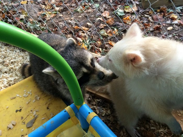 Woman Rescues "Aggressive" Albino Raccoon From Horrible Conditions, And Now She Won't Stop Cuddling