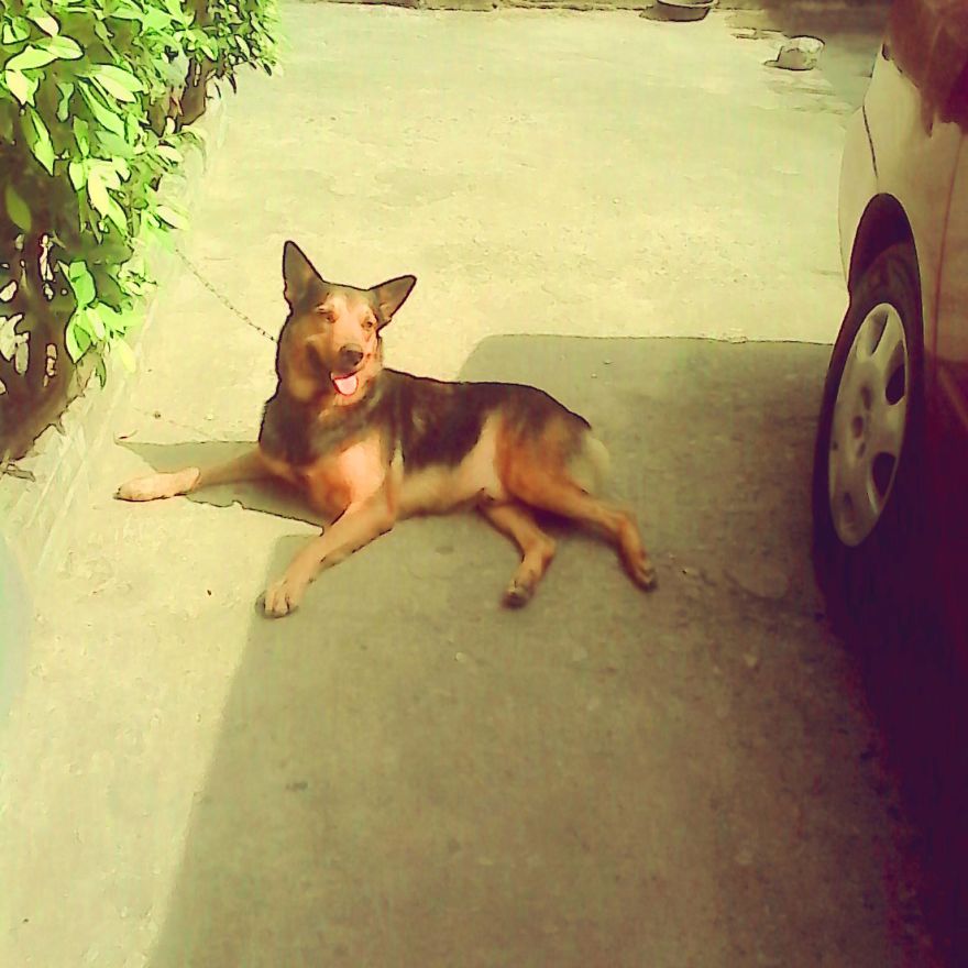 Rotteweiler And German Shepherd