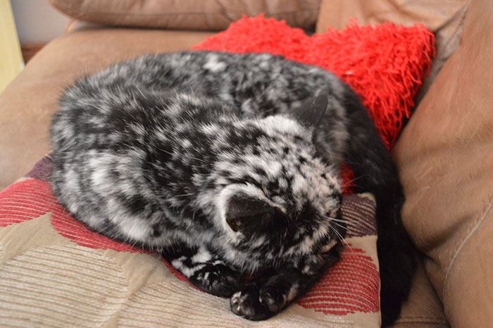 19-Year-Old Black Cat Turns Into A Marble Beauty, Most Likely Due To A Rare Skin Condition