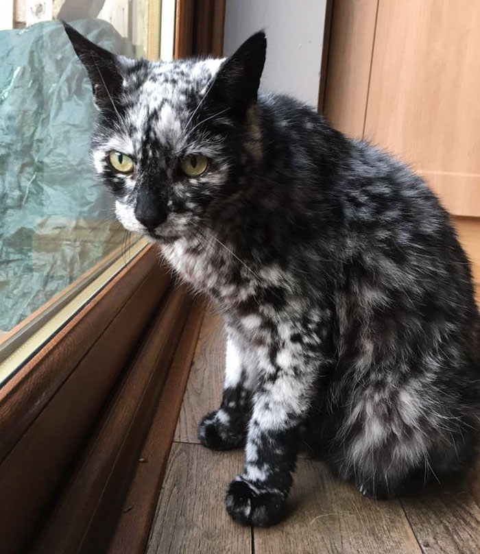 senior-black-white-cat-vitiligo-scrappy-11