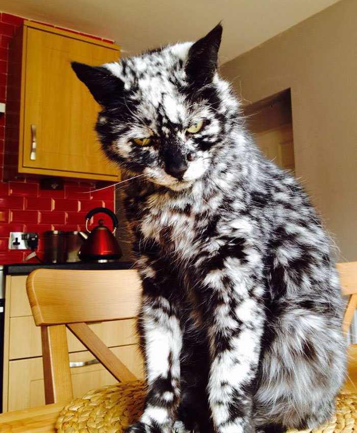 19-Year-Old Black Cat Turns Into A Marble Beauty, Most Likely Due To A Rare Skin Condition