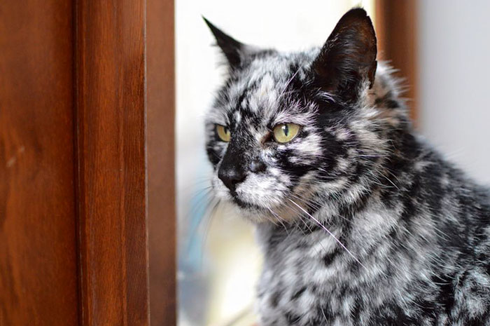 senior-black-white-cat-vitiligo-scrappy-2