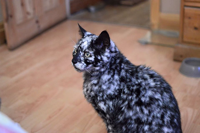 senior-black-white-cat-vitiligo-scrappy-7