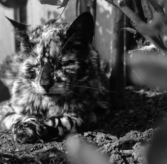 senior-black-white-cat-vitiligo-scrappy-9