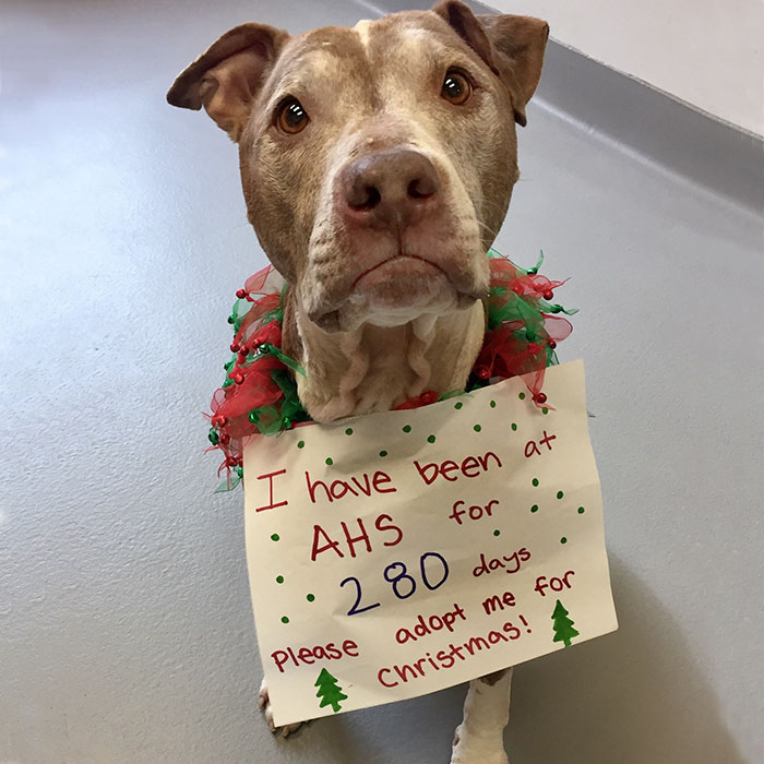 senior-shelter-dog-holiday-adoption-boss-2