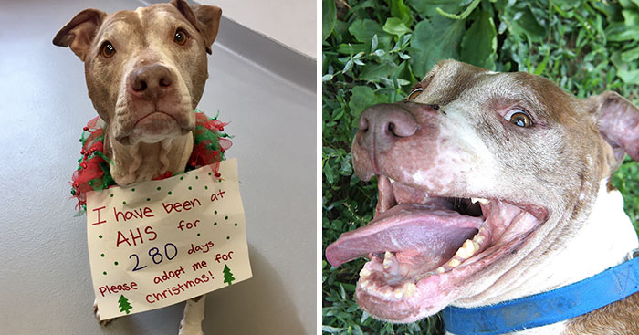 9-Year-Old Dog Who Spent 280 Days At Shelter Has Only One Wish: To Find Home This Christmas