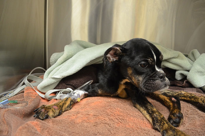Dying Dog Found Locked Up In A Crate All Covered In Feces Gets Completely Transformed By Love