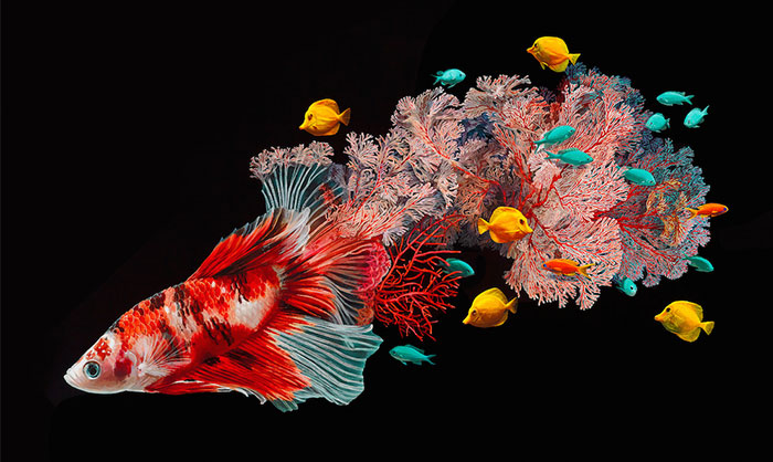 Hyperrealistic Paintings Of Fish Merged With Their Surroundings By Lisa Ericson
