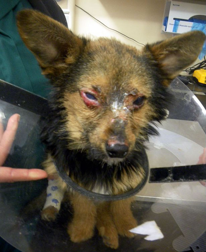 Teenagers Torture Dog By Breaking Legs And Setting Him On Fire, But He Survives And Still Loves People
