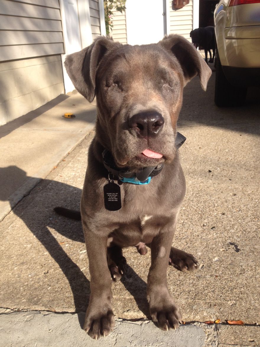 Sonar The Eyeless Dog Sonar The Eyeless Dog