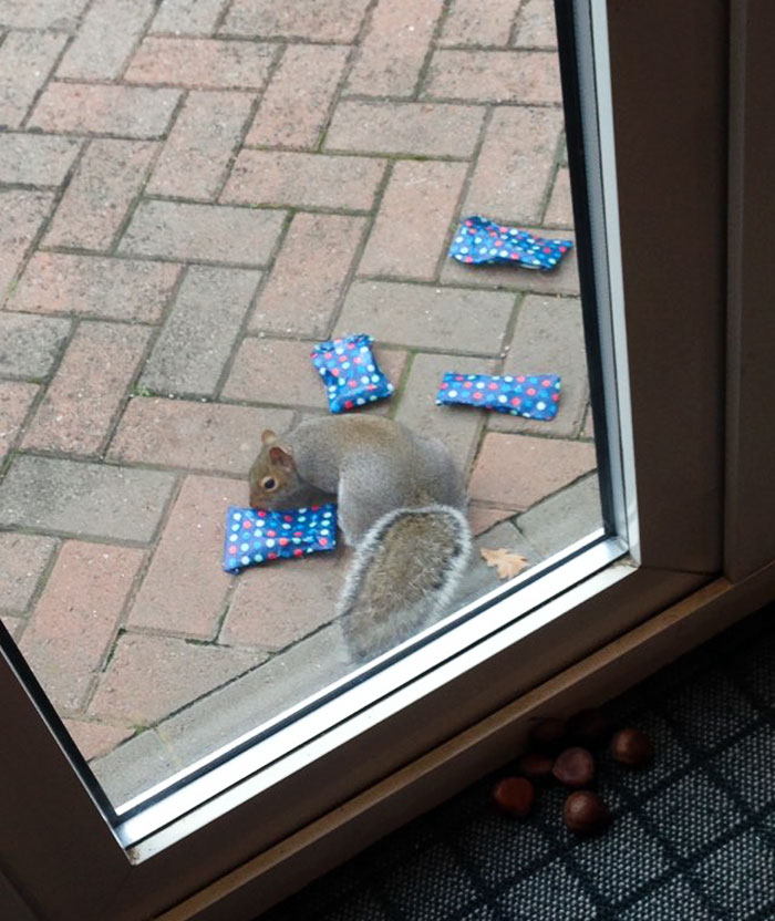 This Dad Wrapped Tiny Christmas Presents For Squirrels, And The Internet Can't Handle It