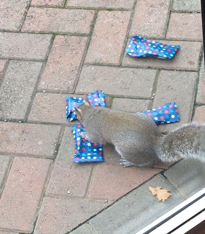 This Dad Wrapped Tiny Christmas Presents For Squirrels, And The Internet Can't Handle It