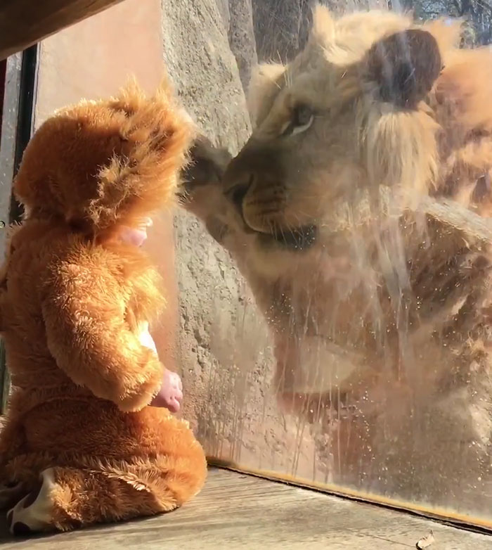 Baby Dressed Up As A Lion's Cub Meets A Real Lion, And The Big Cat Is Confused