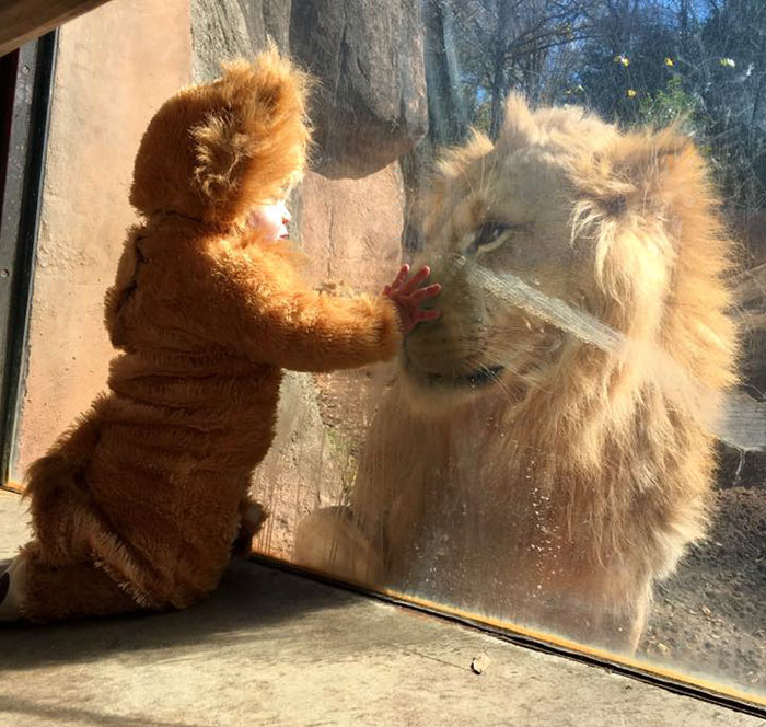 Baby Dressed Up As A Lion's Cub Meets A Real Lion, And The Big Cat Is Confused