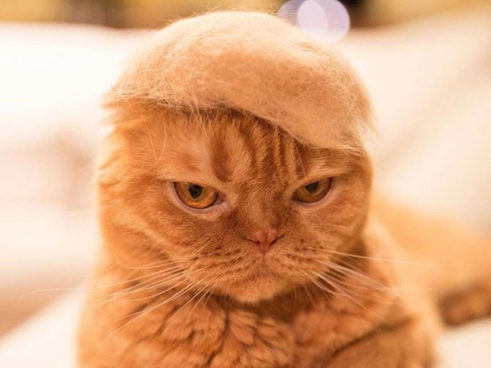 New Google Chrome Extension Replaces All Images Of Donald Trump With Kittens